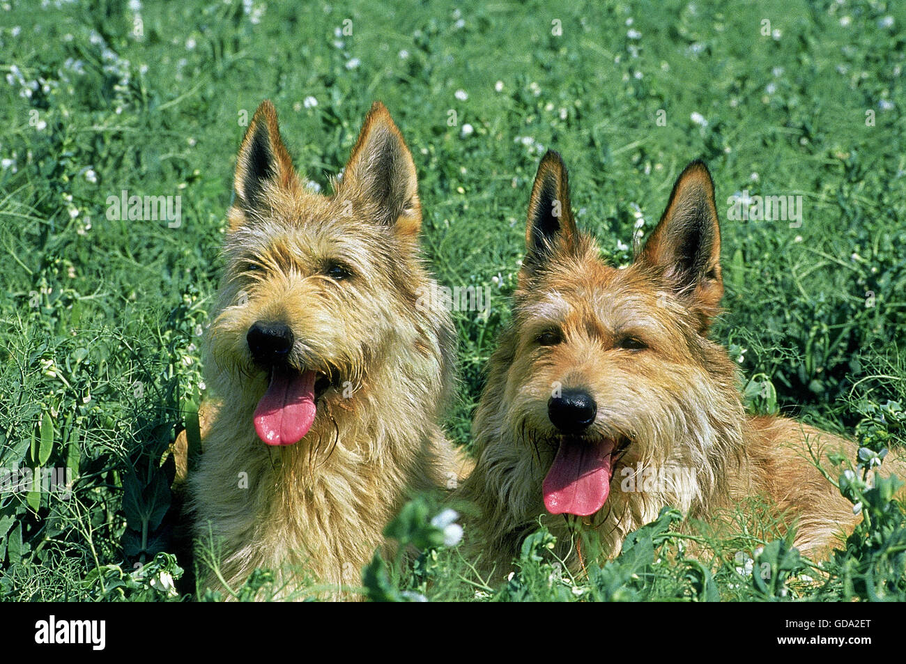 Picardia cane pastore, adulti seduti nel campo di piselli Foto Stock