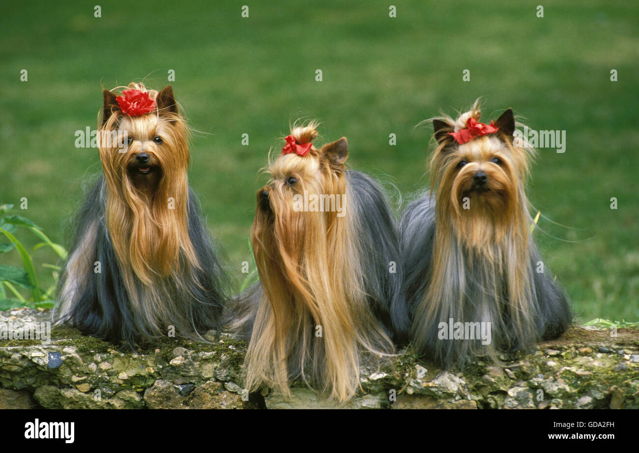 Yorkshire Terrier, gruppo su roccia Foto Stock