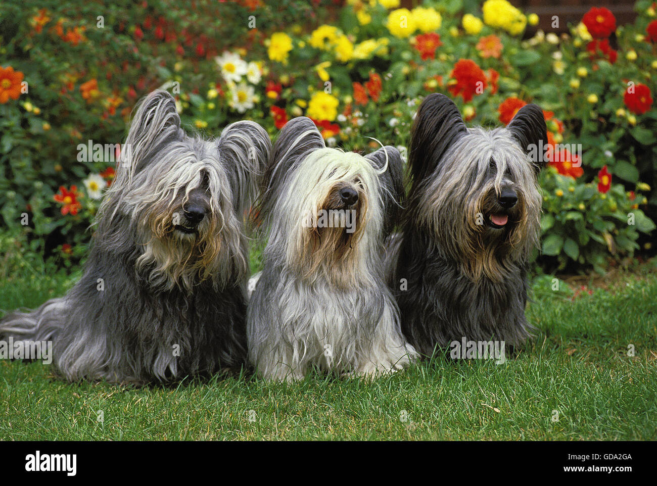 SKYE TERRIER, adulti seduti con fiori Foto Stock