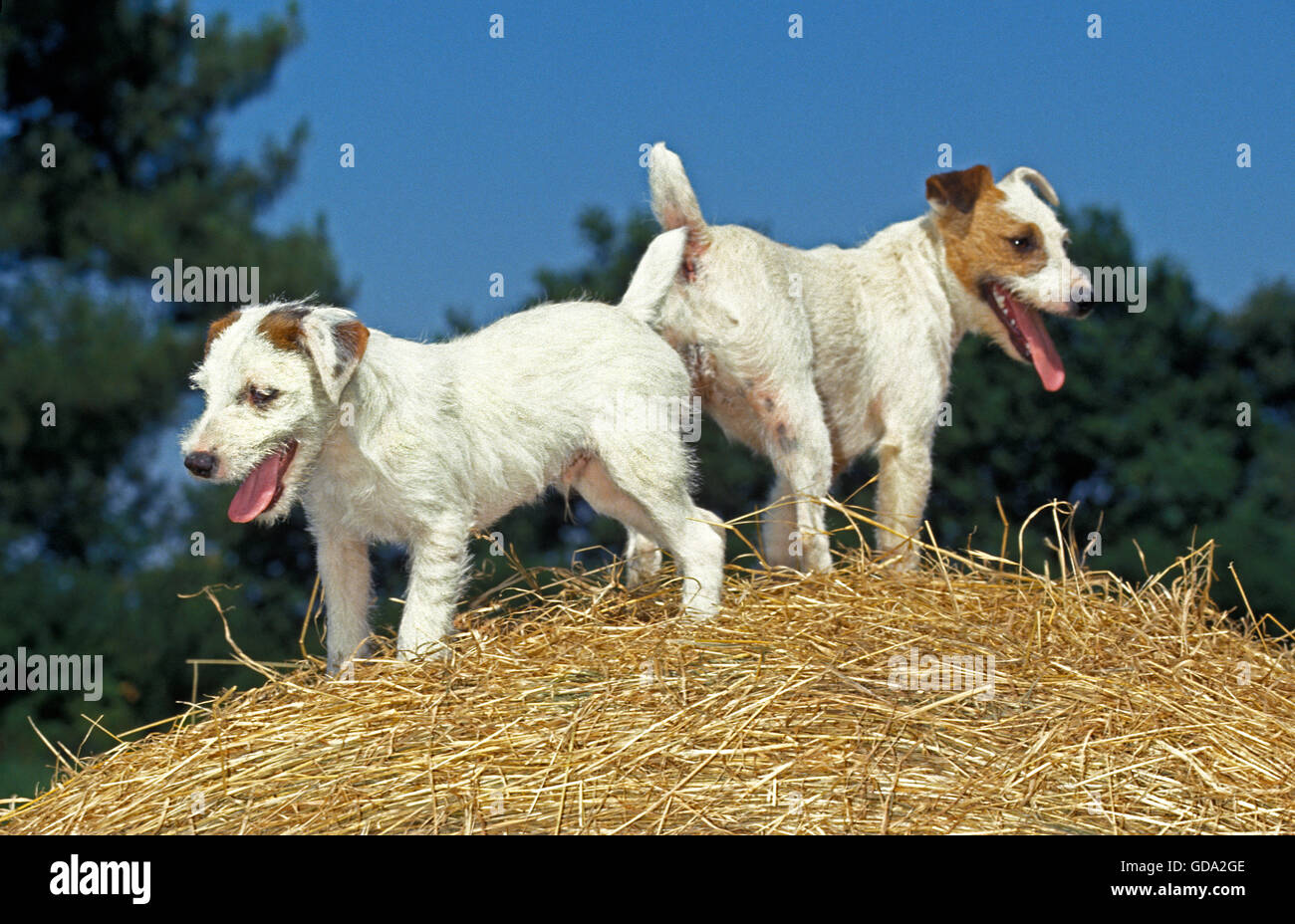 JACK Russell Terrier cane, adulti sulla paglia Foto Stock
