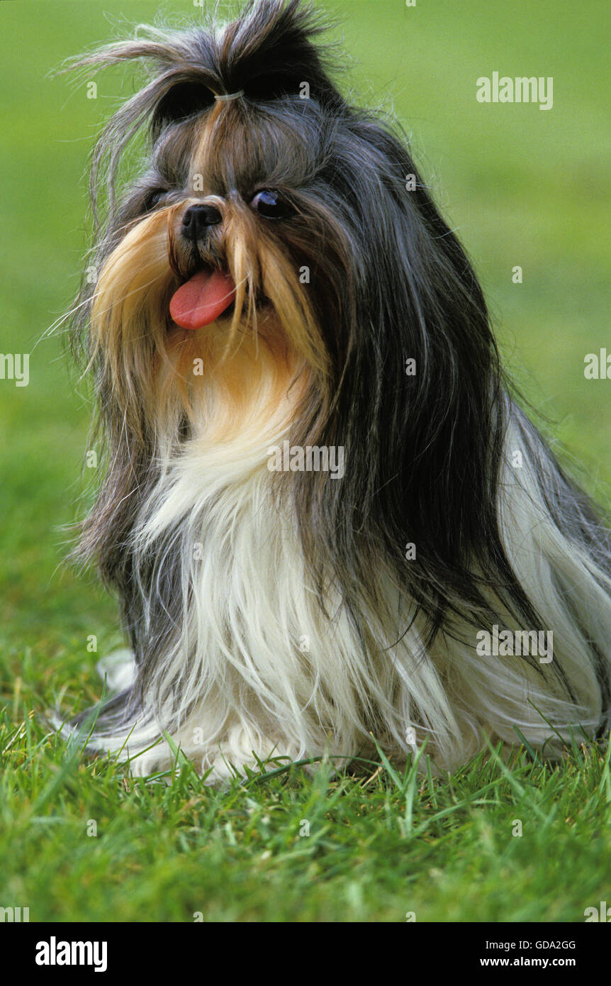 Shi Tzu dog sitter su prato con la lingua di fuori Foto Stock