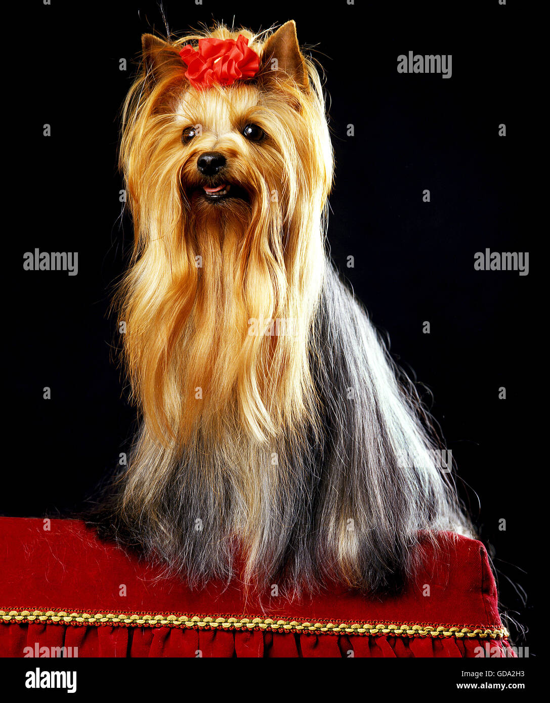 YORKSHIRE TERRIER, adulti ben spazzolata prima di cane la concorrenza Foto Stock