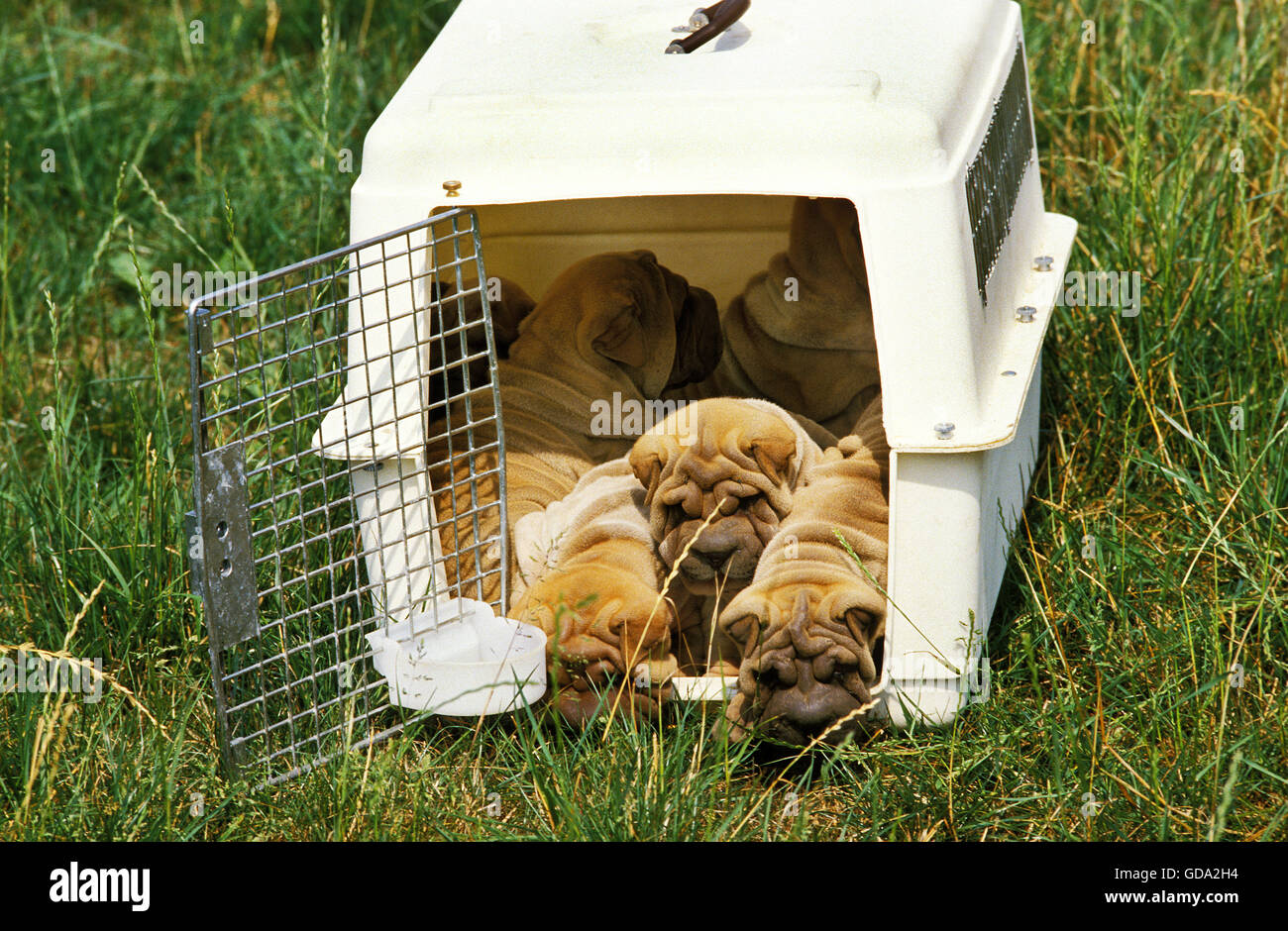 Shar Pei cane, cuccioli in un canile di viaggio Foto Stock