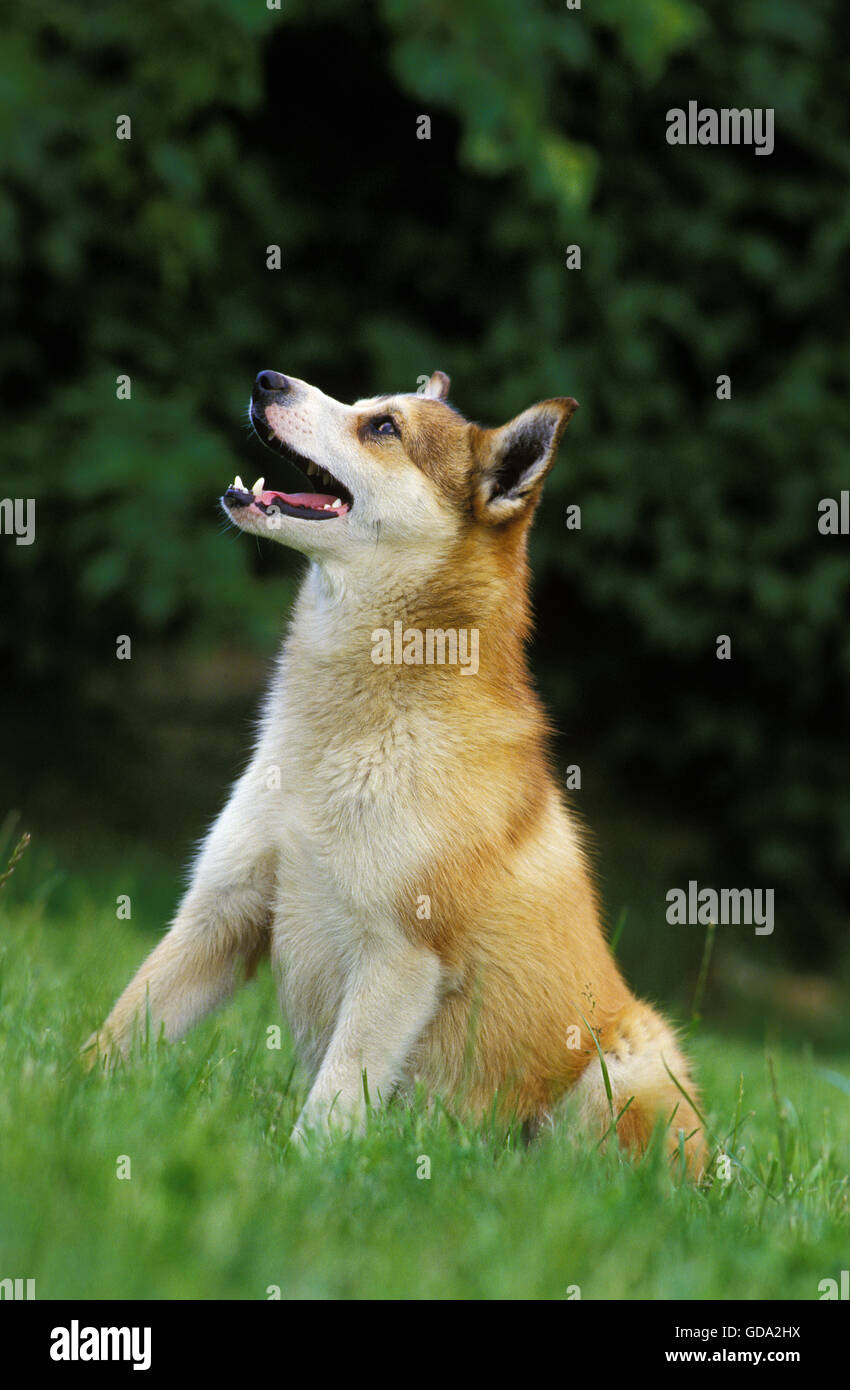 Artica norvegese Lundehund Spitz, Dog sitter su prato Foto Stock