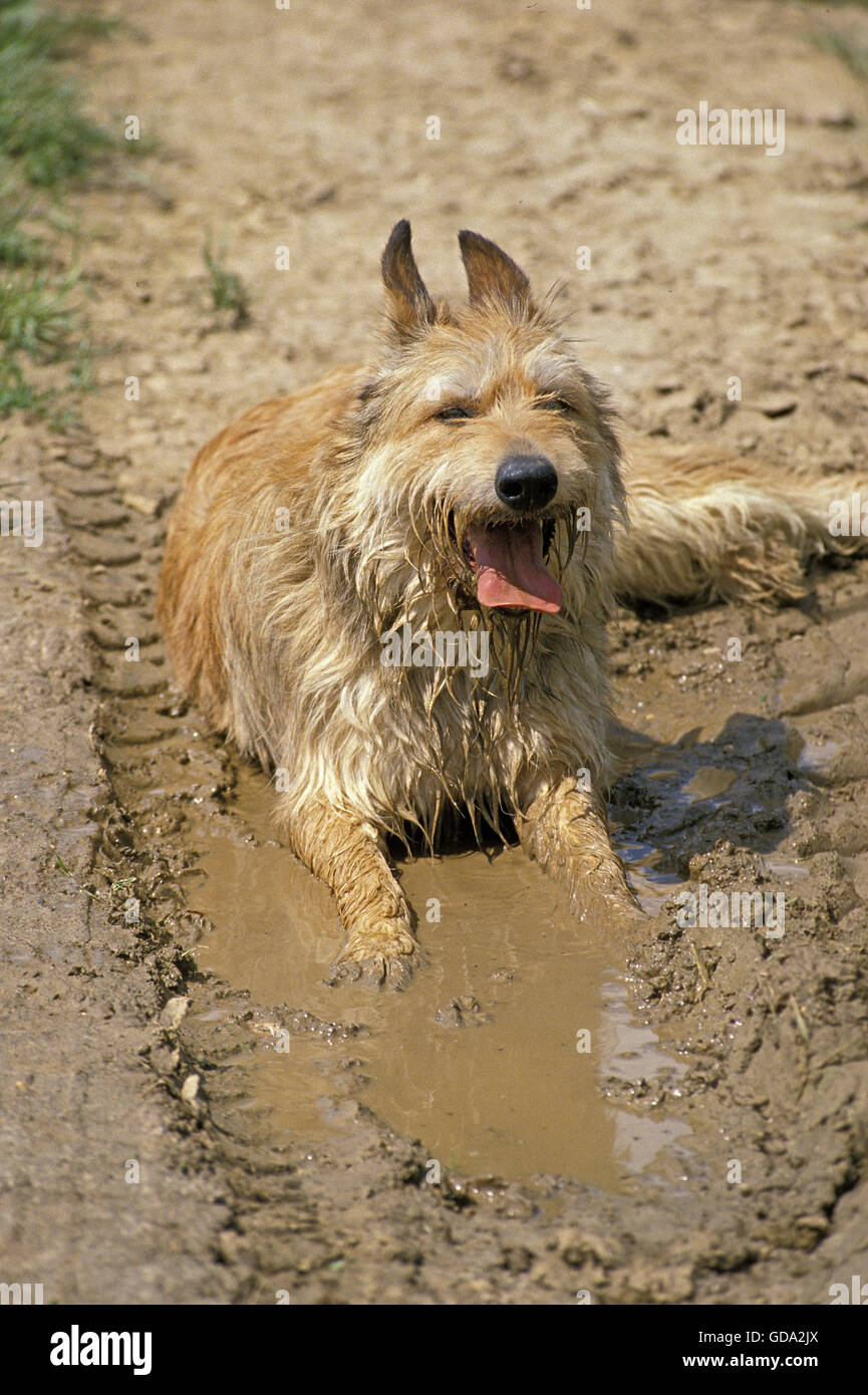 Picardia cane pastore, adulti la posa in acqua Foto Stock