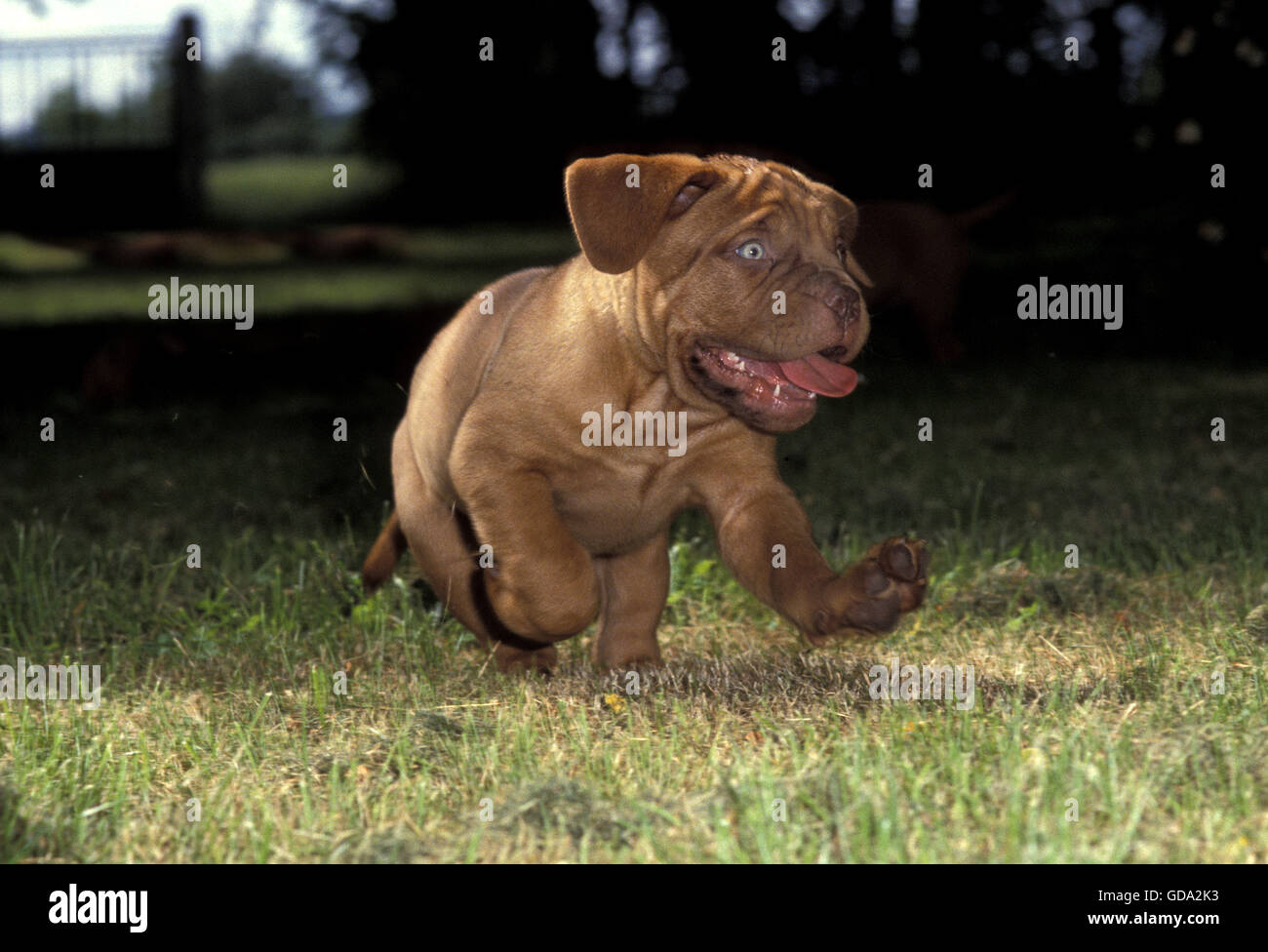 Bordeaux Mastiff cane, Pup in esecuzione Foto Stock