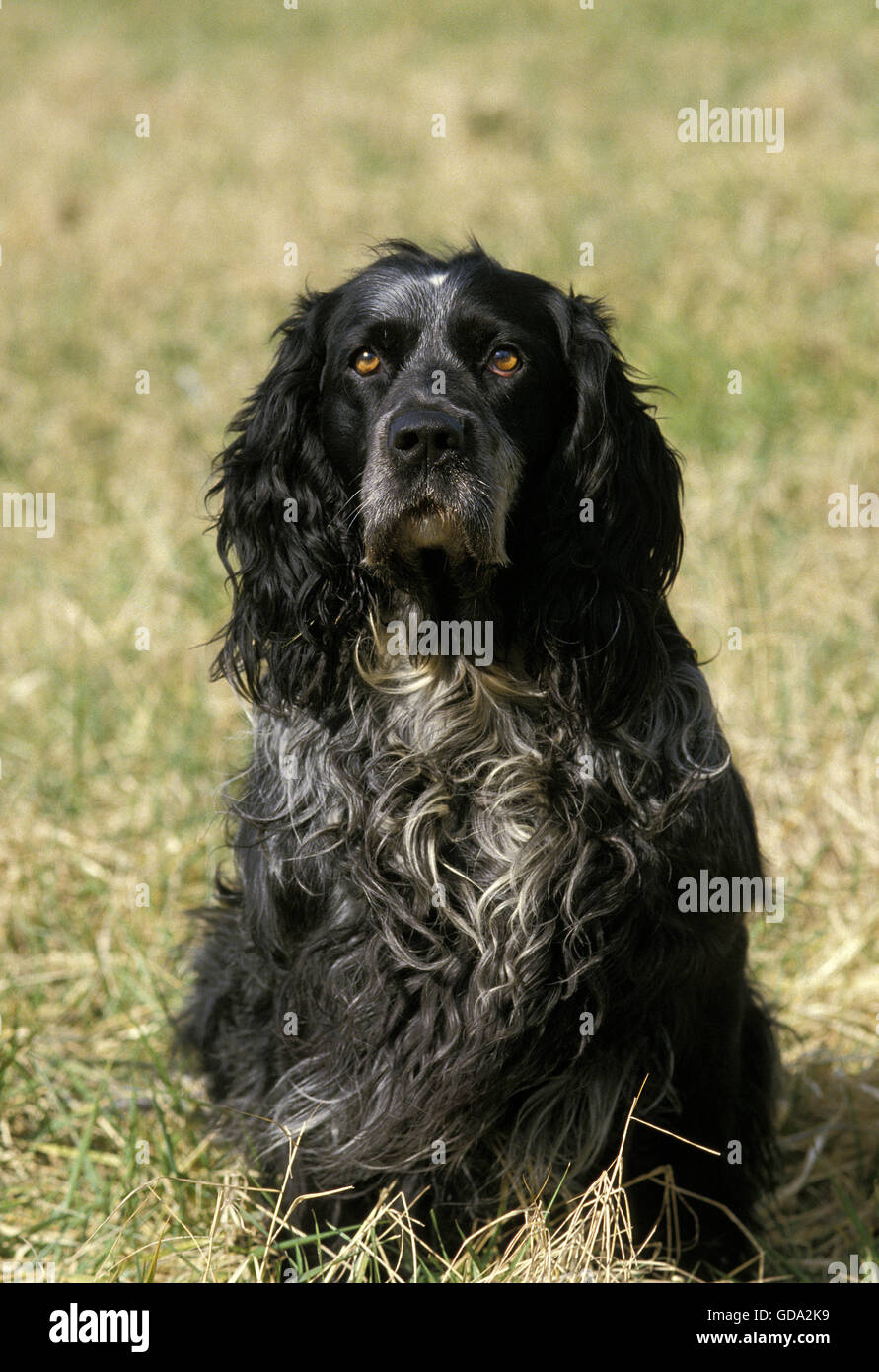 Blue Picardy Spaniel, cane sull'erba Foto Stock