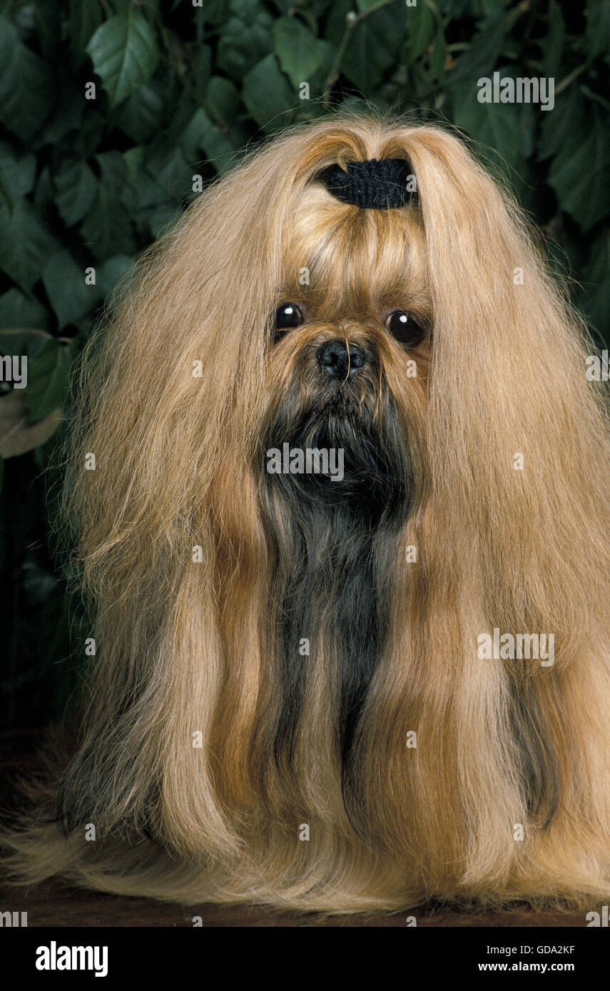 Shi Tzu cane adulto, con capelli lunghi Foto stock - Alamy