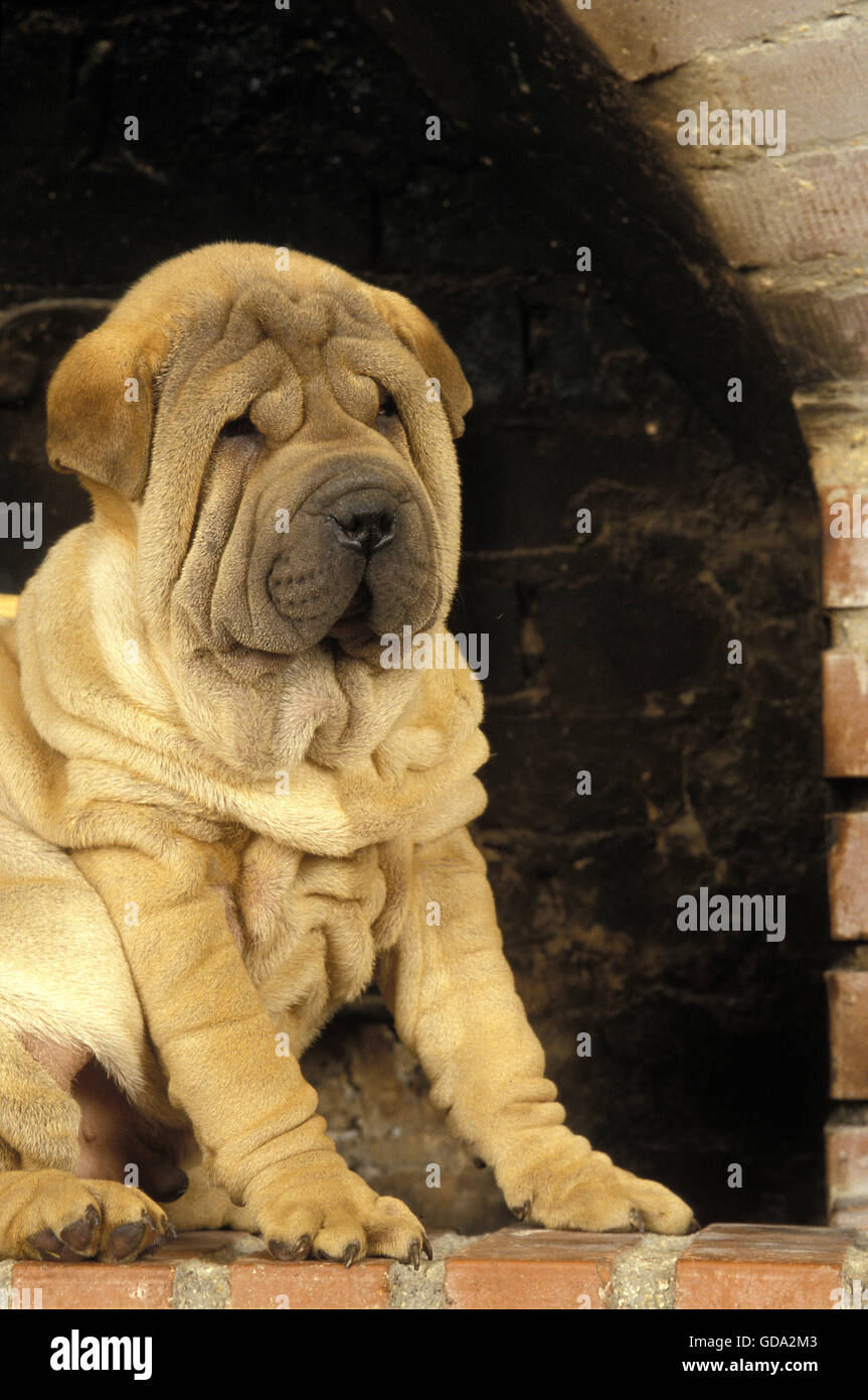 Shar Pei cane, Pup seduta Foto Stock