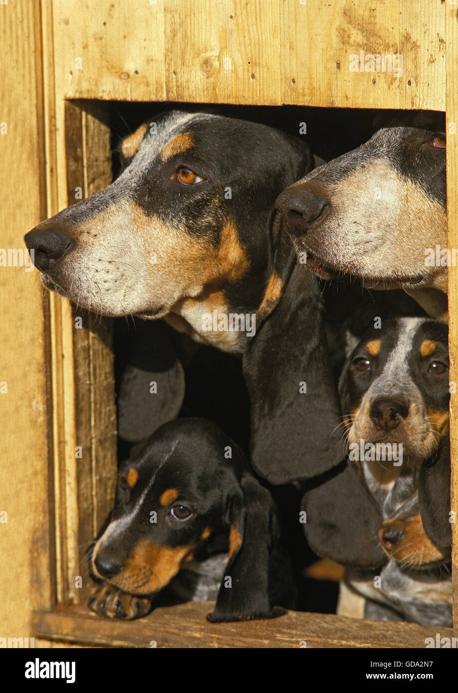 La Guascogna Basset blu o Basset Bleu de Gascogne, capi emergenti dal canile Foto Stock