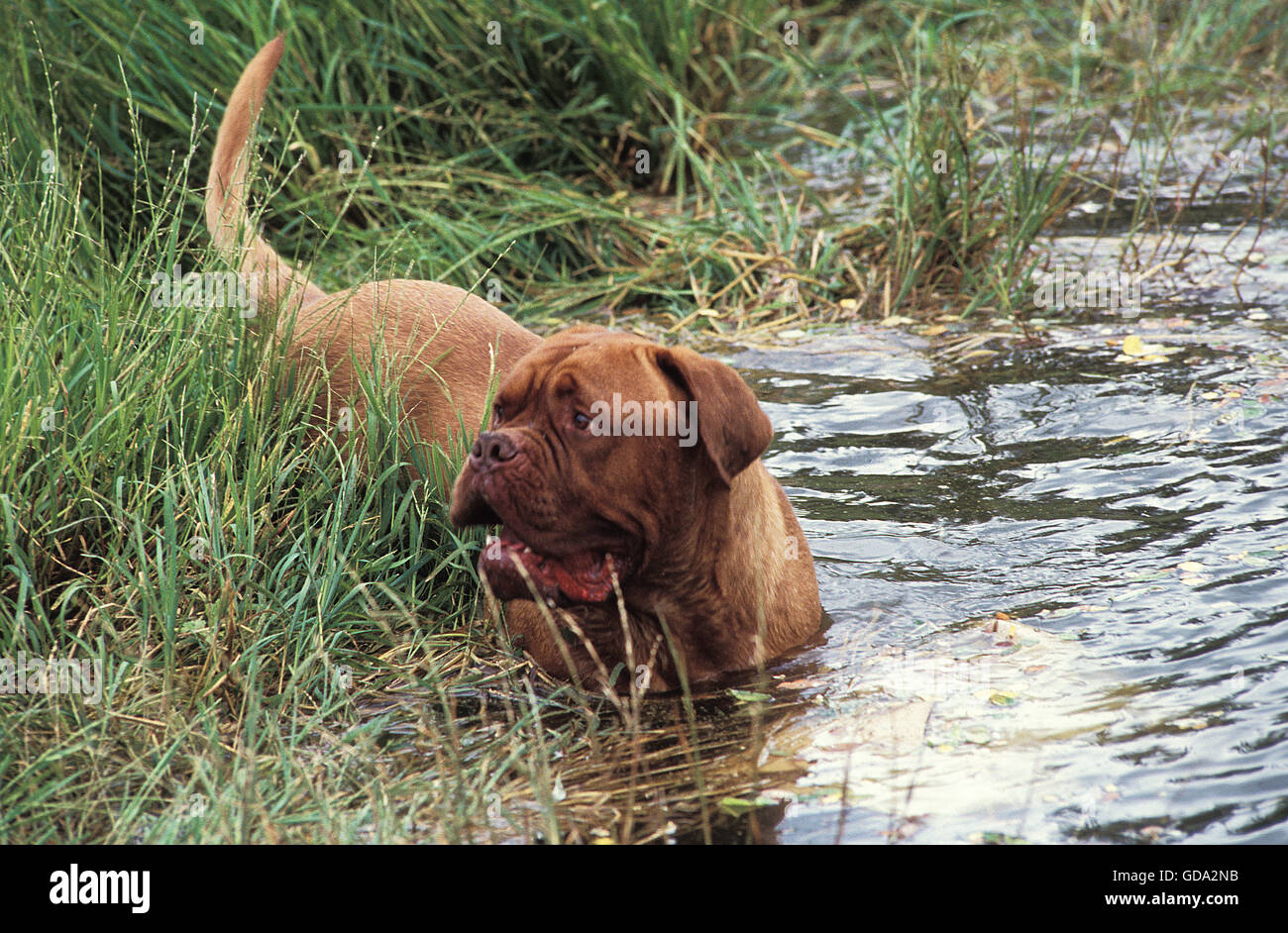 Bordeaux Mastiff cane entra in acqua Foto Stock