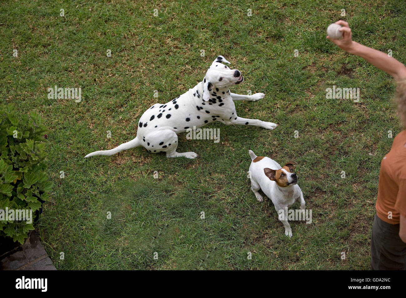 JACK Russell Terrier e Dalmazia, Donna che gioca con i cani in giardino Foto Stock