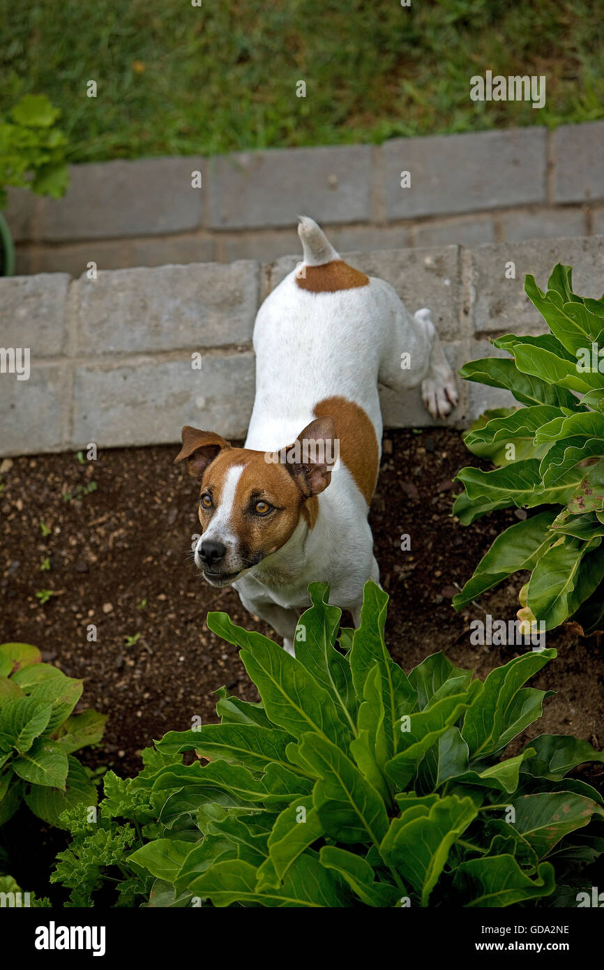 JACK Russell Terrier, adulti in giardino Foto Stock