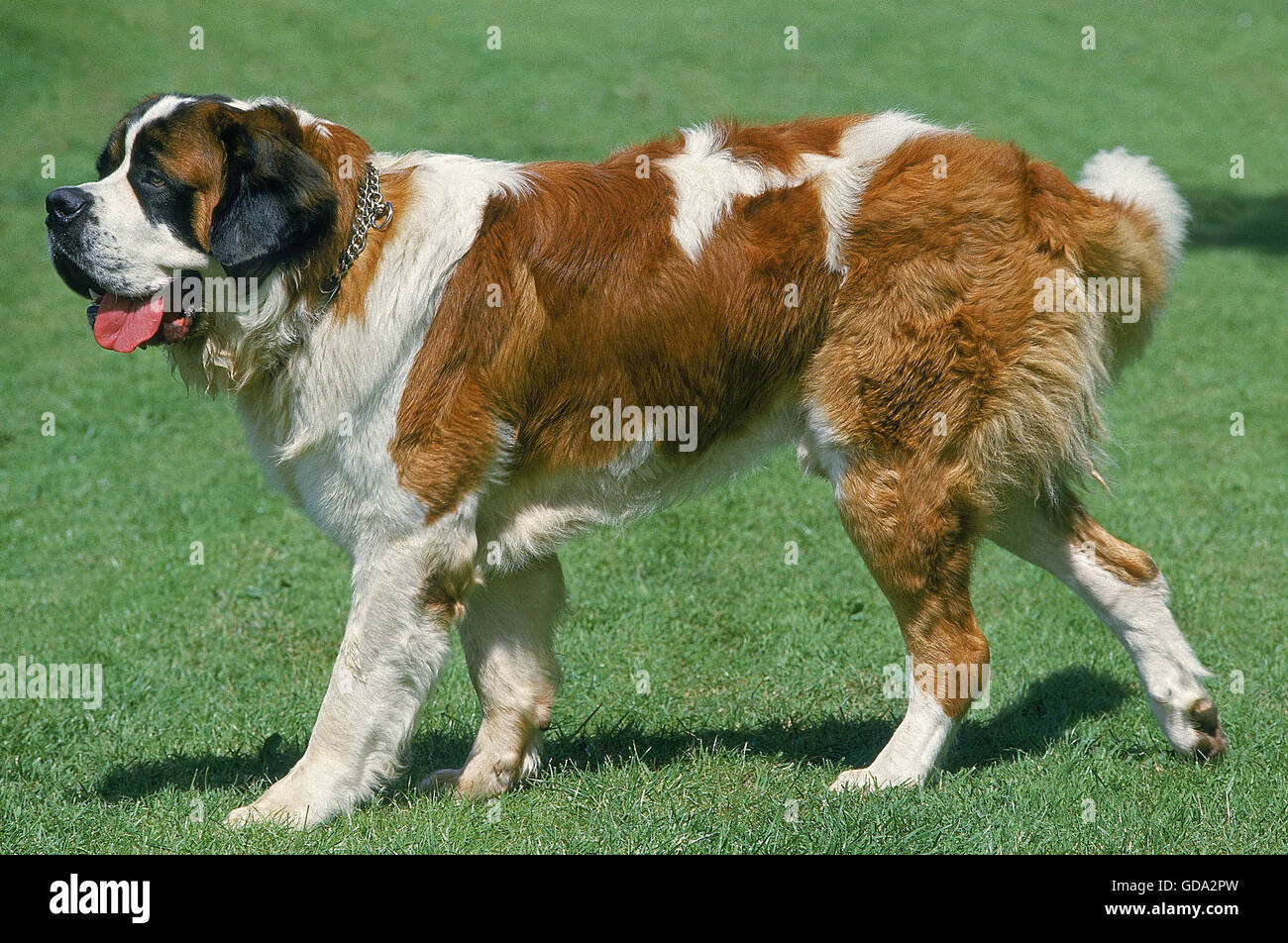 San Bernardo, cane adulto A PIEDI SULL'ERBA Foto Stock