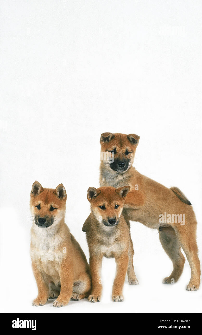 SHIBA INU cane, cuccioli contro uno sfondo bianco Foto Stock