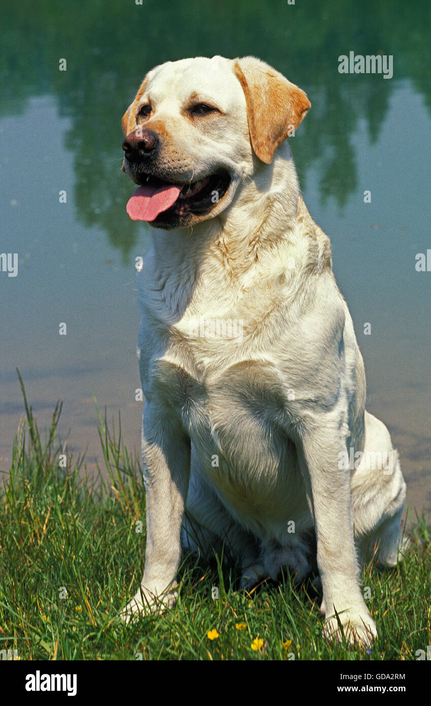 Giallo labrador retriever, maschio seduta in prossimità di acqua Foto Stock