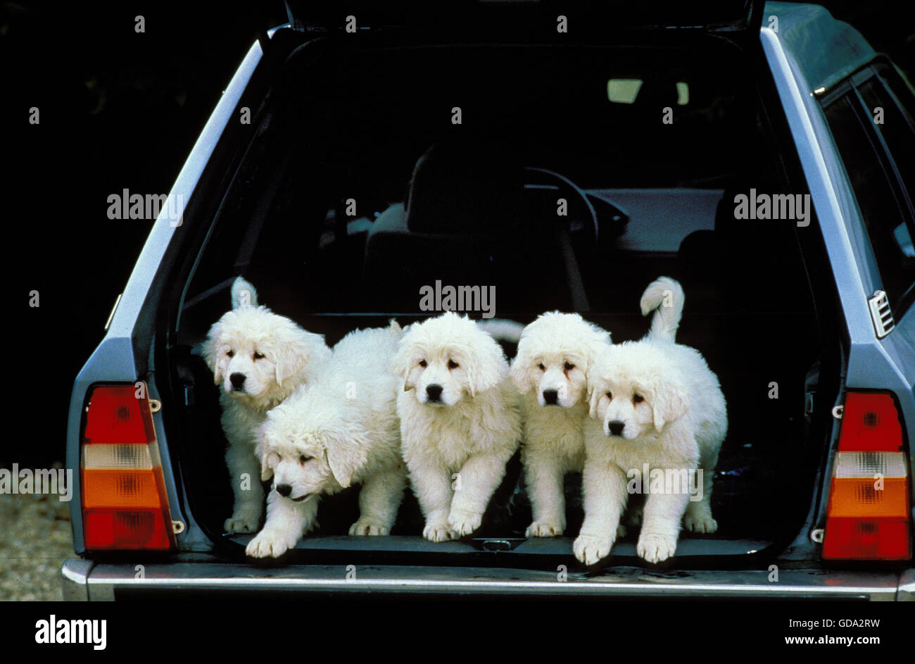 Tatra polacchi Sheepdog, cuccioli in auto ca Foto Stock