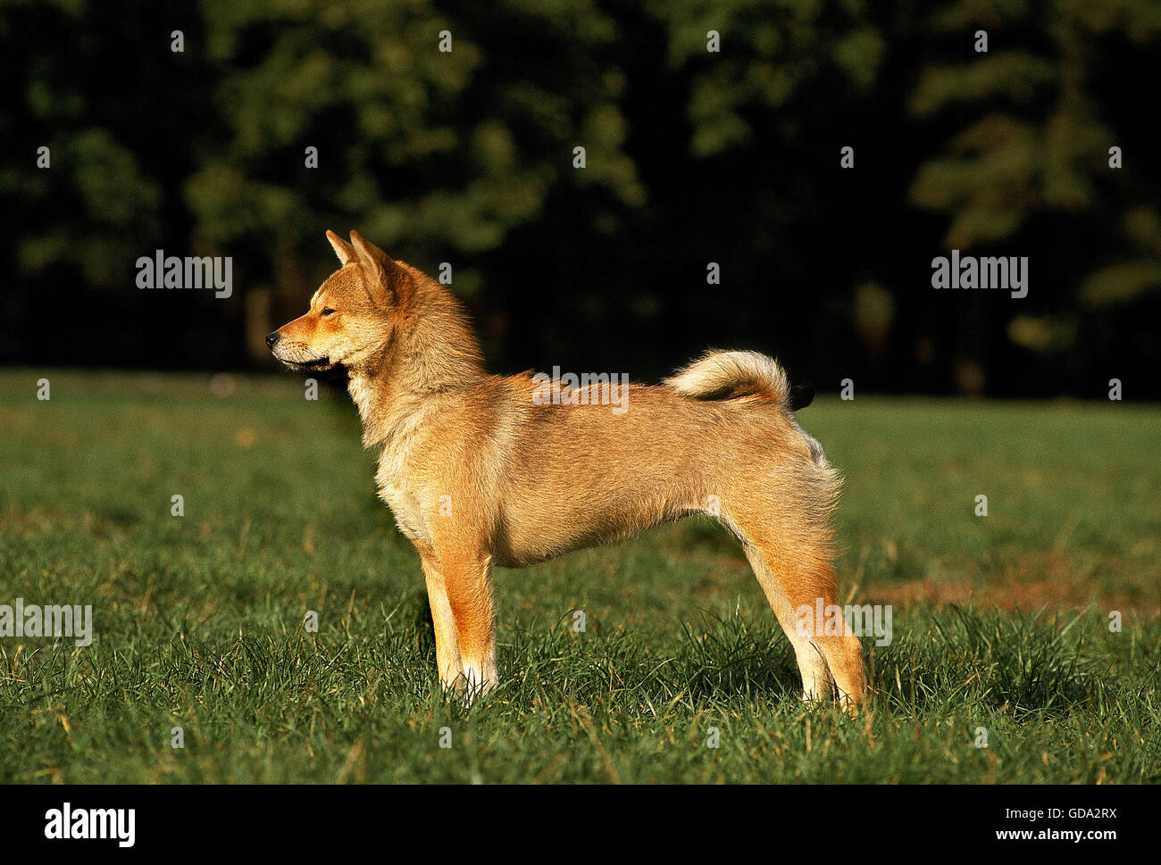 Shiba Inu cane sul prato Foto Stock
