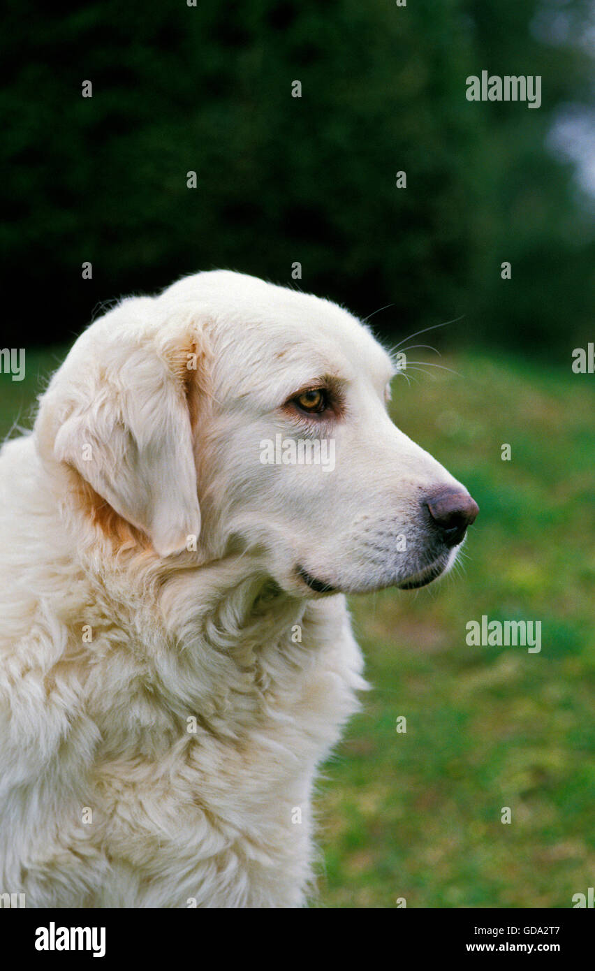 Tatra polacchi Sheepdog, Ritratto di cane Foto Stock