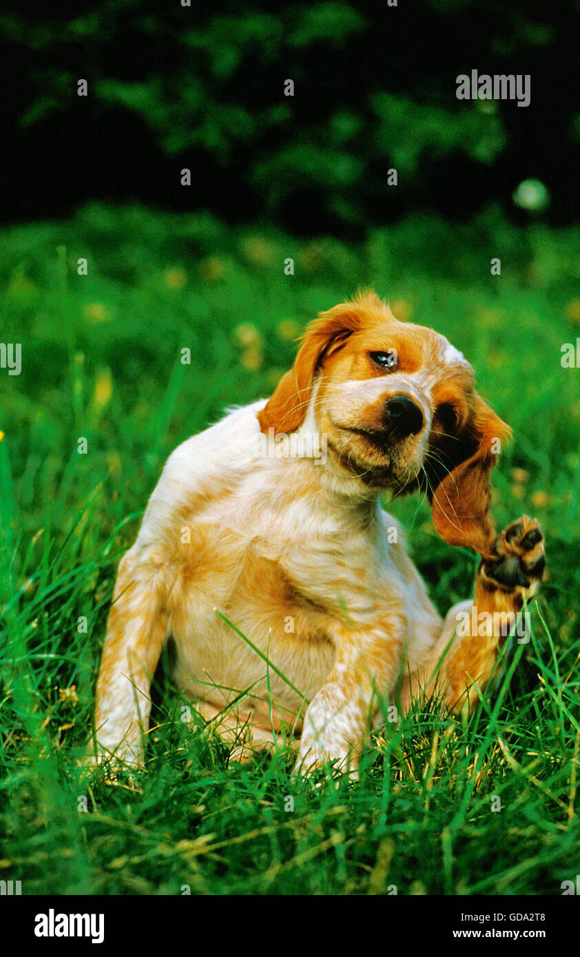 Epagneul Breton, Pup Scractching Foto Stock