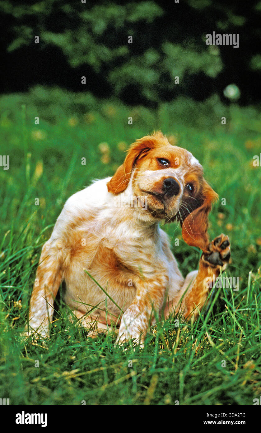 Epagneul Breton cane, cucciolo di graffiare i suoi orecchi Foto Stock