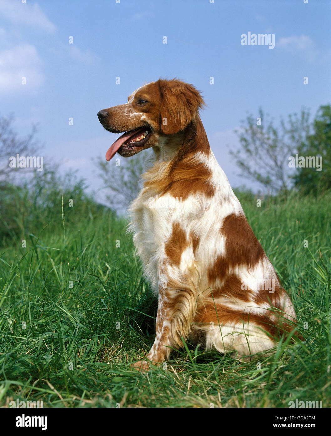 Epagneul Breton, Dog sitter su prato Foto Stock