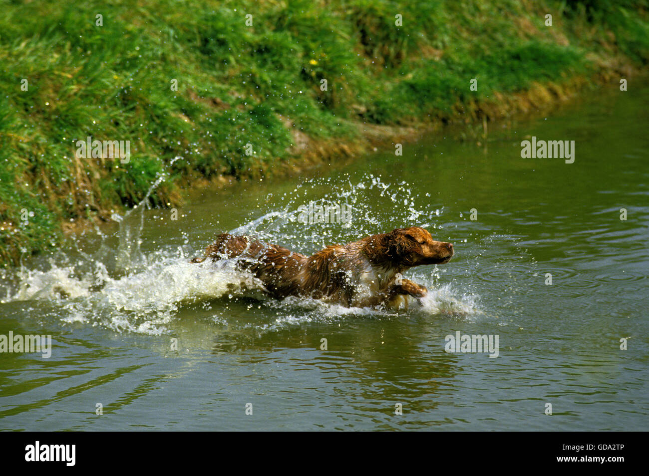 Epagneul Breton, Adulti saltando in acqua Foto Stock