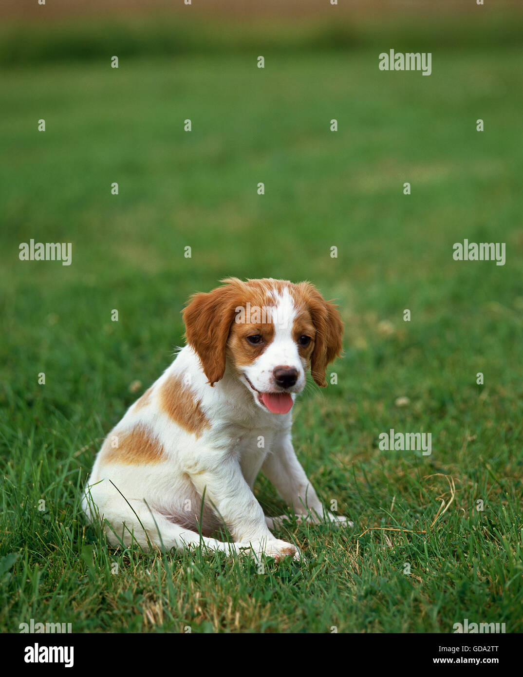 Epagneul Breton, Pup seduto sull'erba Foto Stock