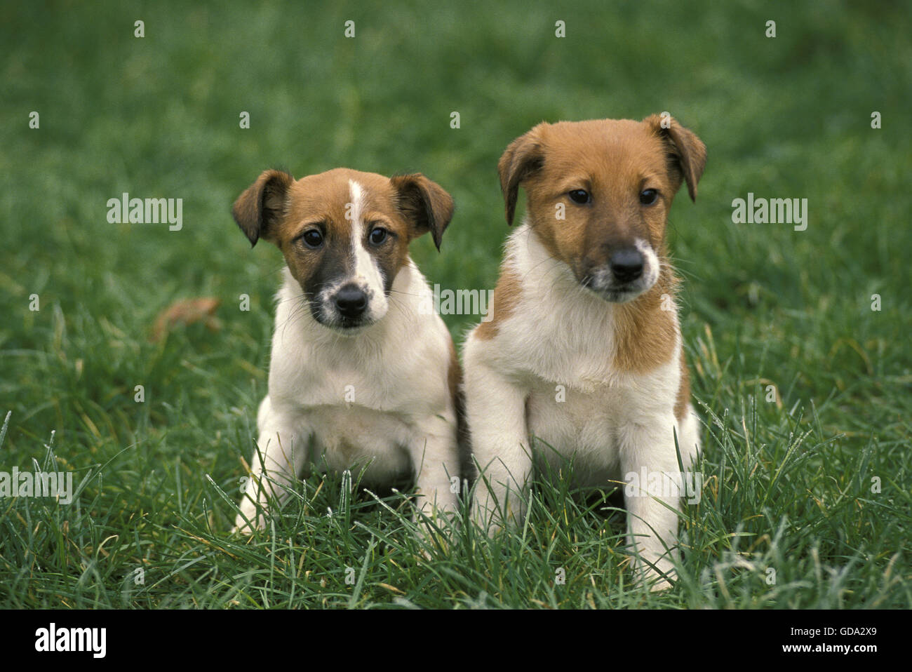 Buon Fow Terrier cane, Pup seduto sull'erba Foto Stock