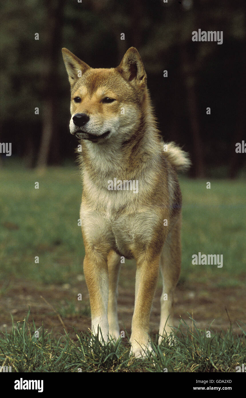 Shiba Inu cane sull'erba Foto Stock