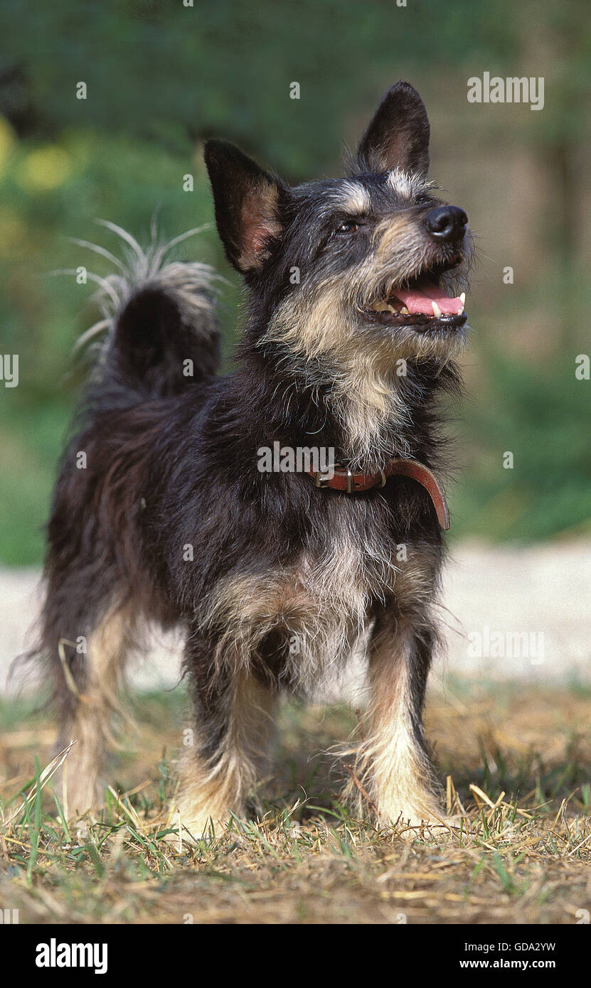 Cane con collare cercando Foto Stock