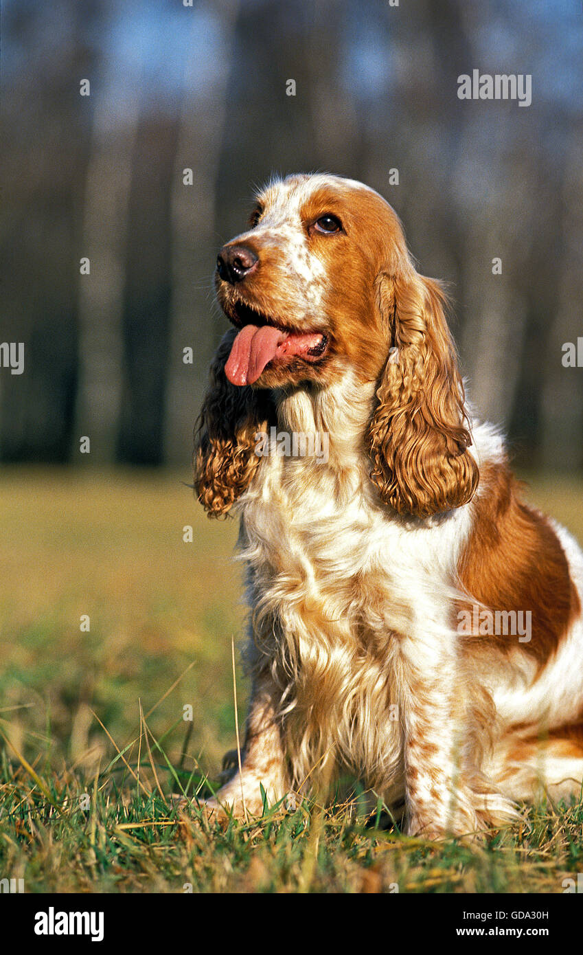 ENGLISH cocker spaniel, adulto seduto sull'erba Foto Stock