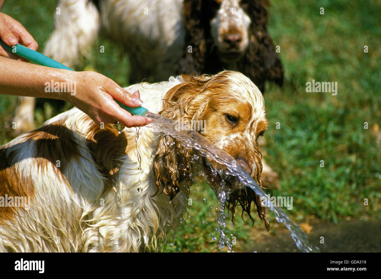 ENGLISH cocker spaniel ACQUA POTABILE Foto Stock