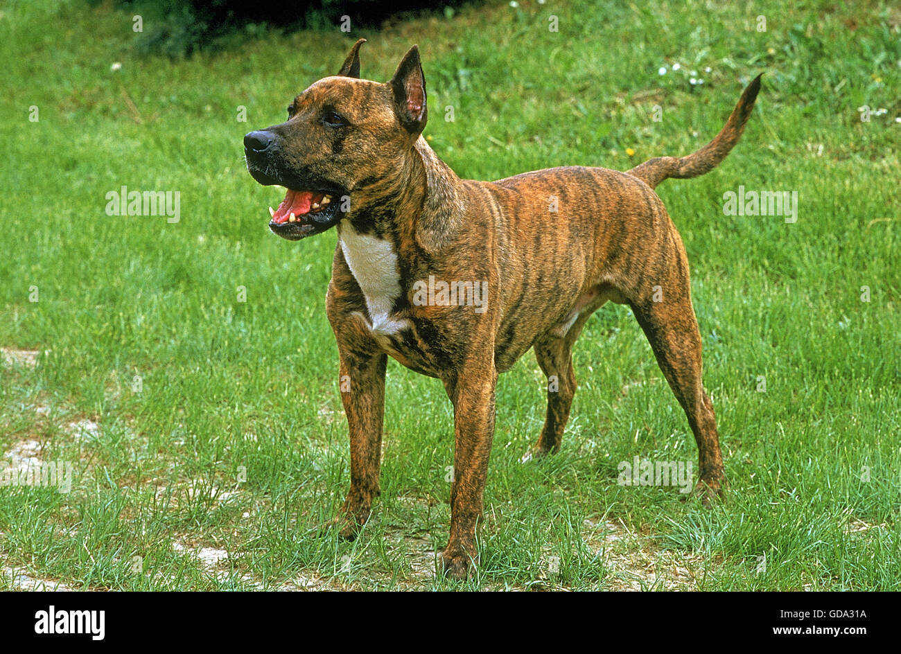 American Staffordshire Terrier (vecchia razza standard con taglio orecchie), cane sull'erba Foto Stock