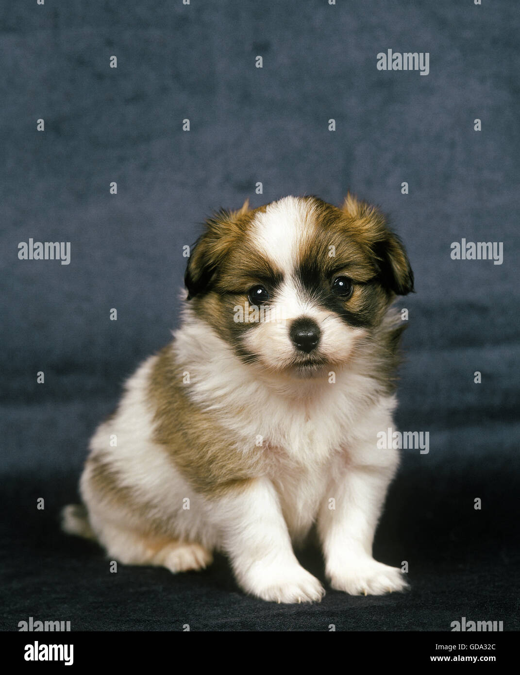 Phalene cane o Continental Toy Spaniel, Pup seduta Foto Stock