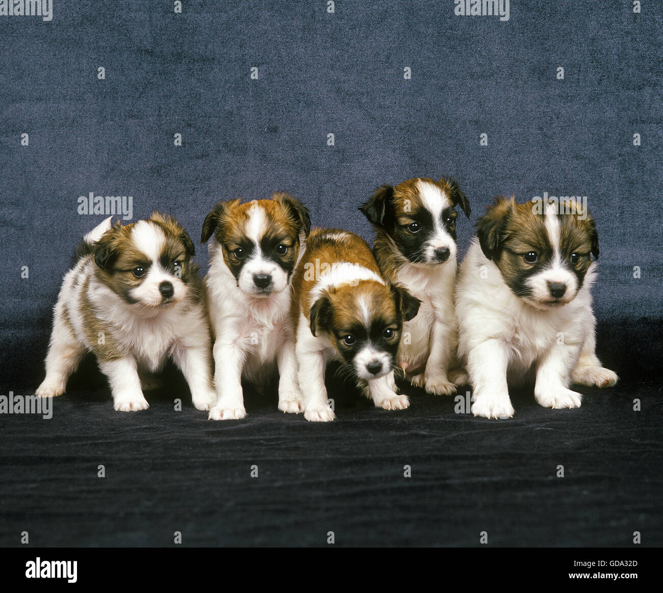 Phalene Spaniel o Continental Toy Spaniel, Pup seduta Foto Stock