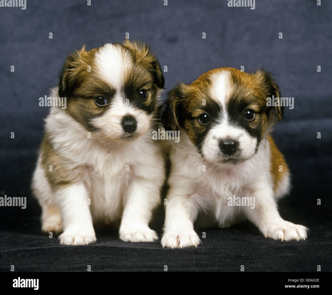 Phalene cane o Continental Toy Spaniel, Pup seduta Foto Stock