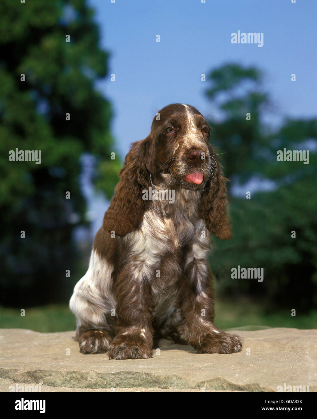 English Cocker Spaniel seduta Foto Stock