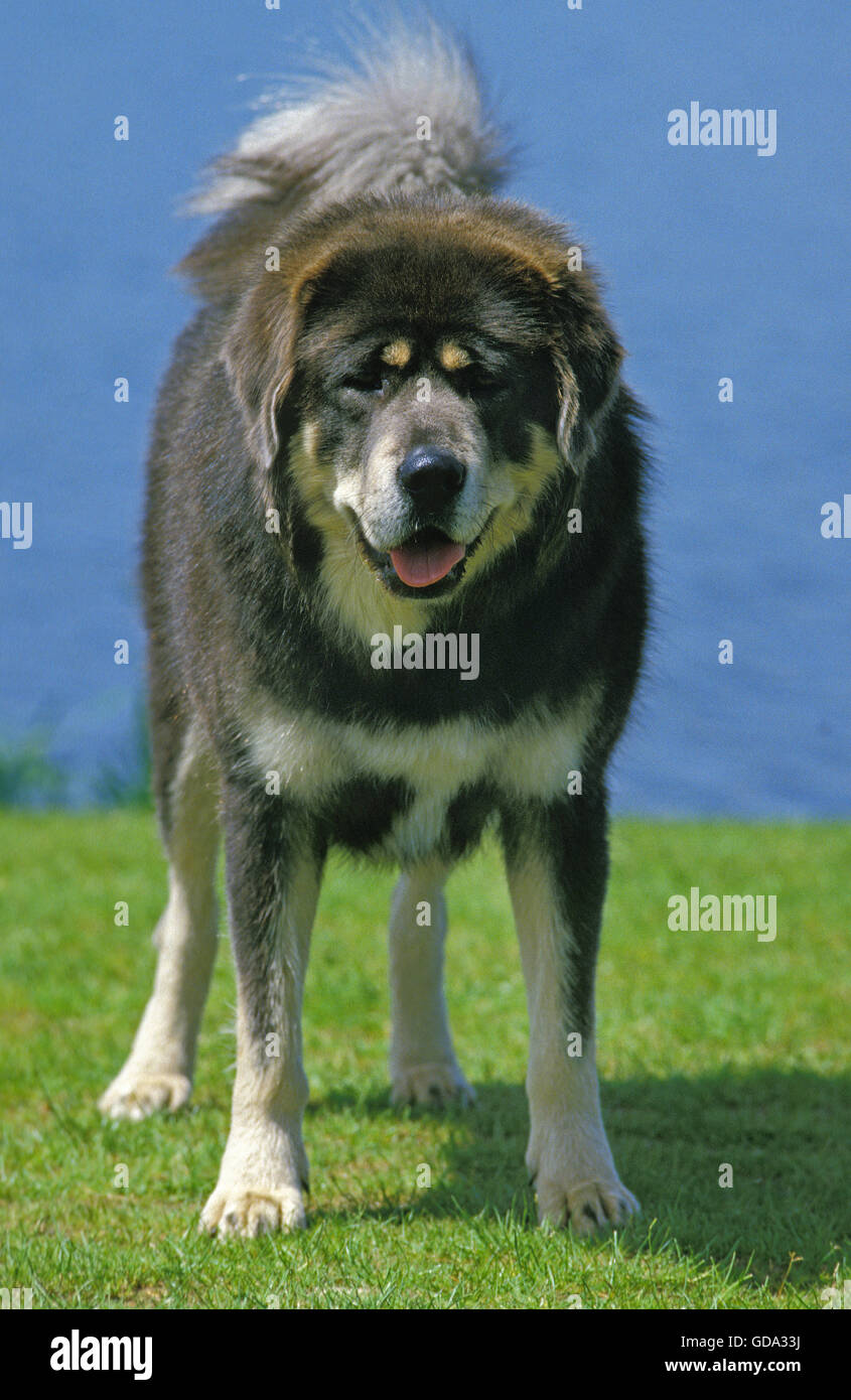 Il Mastino tibetano, cane adulto in prossimità di acqua Foto Stock