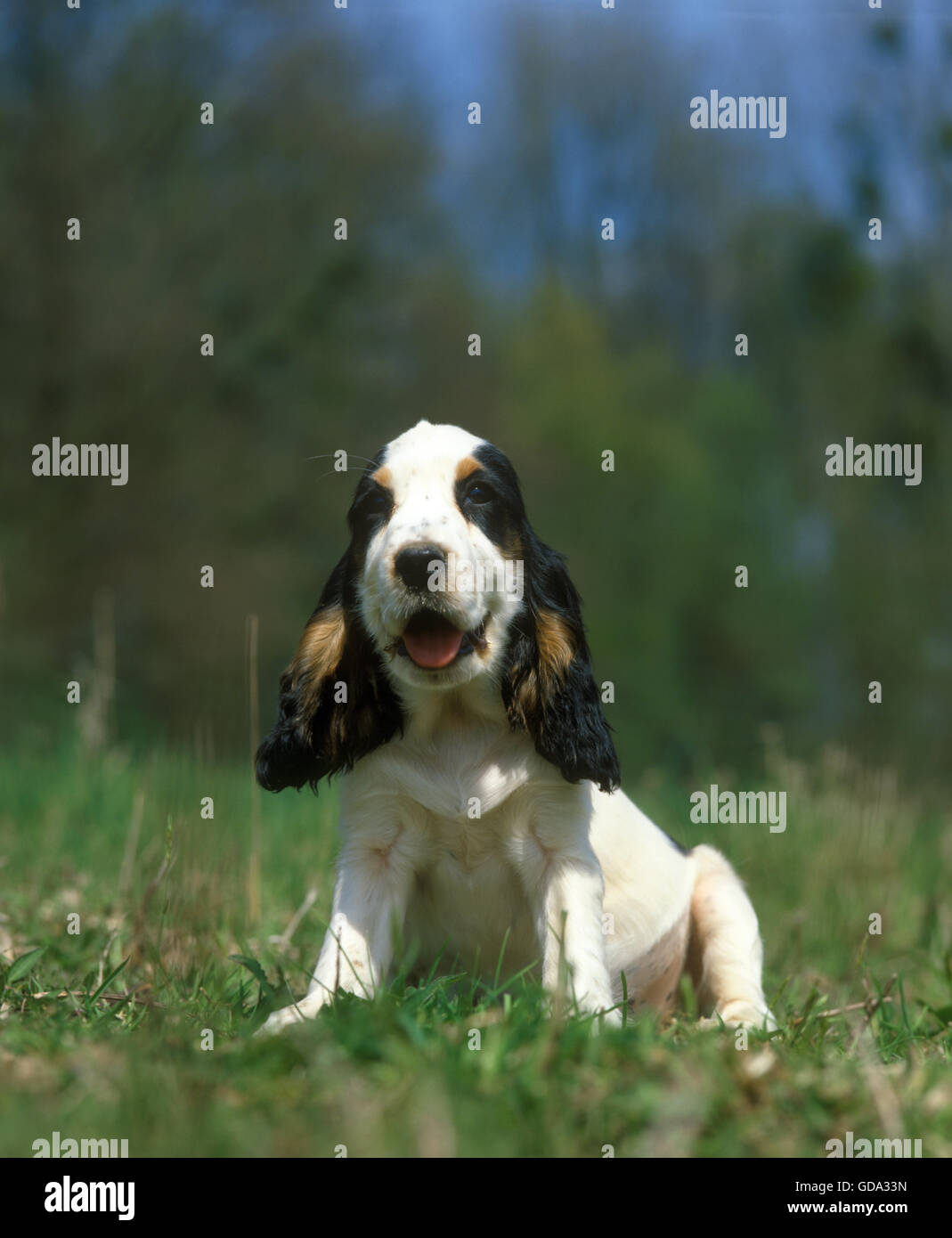 English Cocker Spaniel, Pup seduto sull'erba Foto Stock