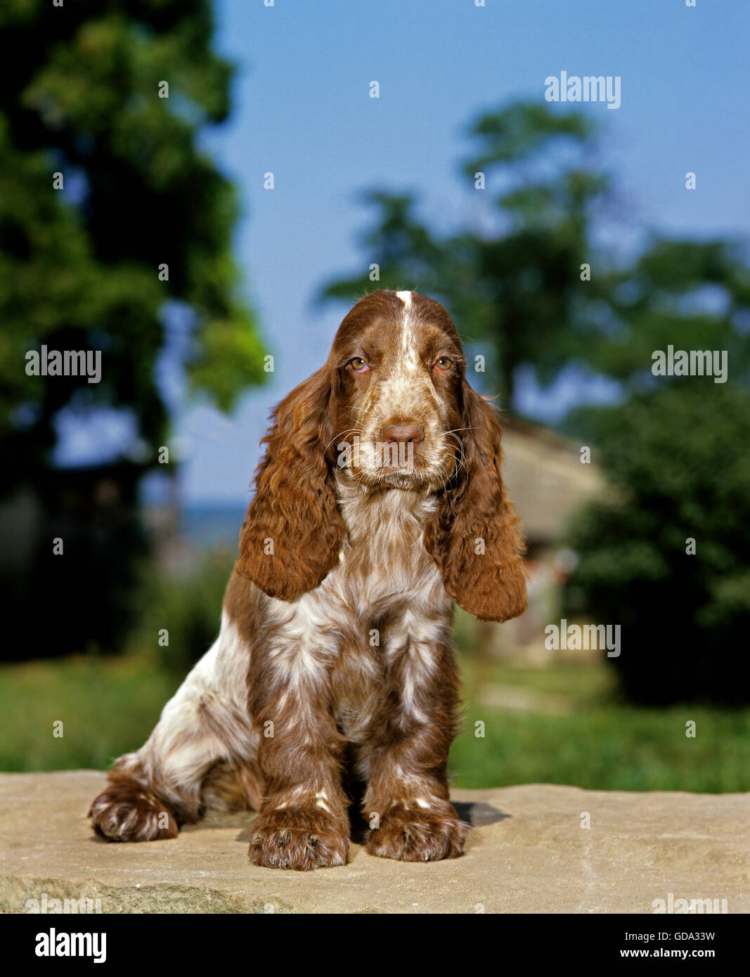 English Cocker Spaniel seduta Foto Stock