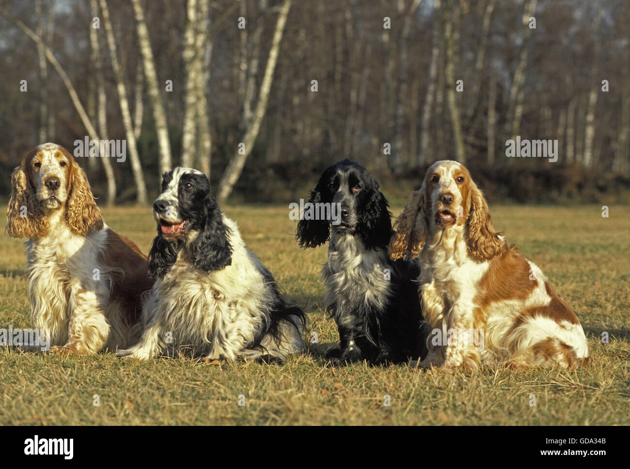 English Cocker Spaniel, Dog sitter su prato Foto Stock