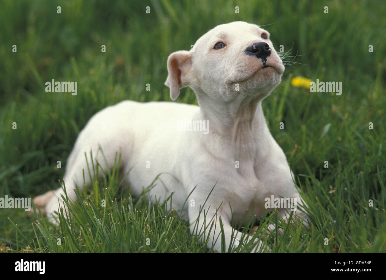 Mastiff argentino cane (vecchia razza standard con taglio orecchie), cucciolo Foto Stock