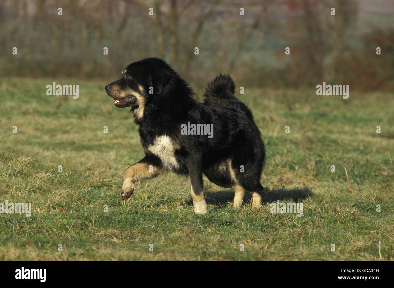 Il Mastino tibetano cane sull'erba Foto Stock