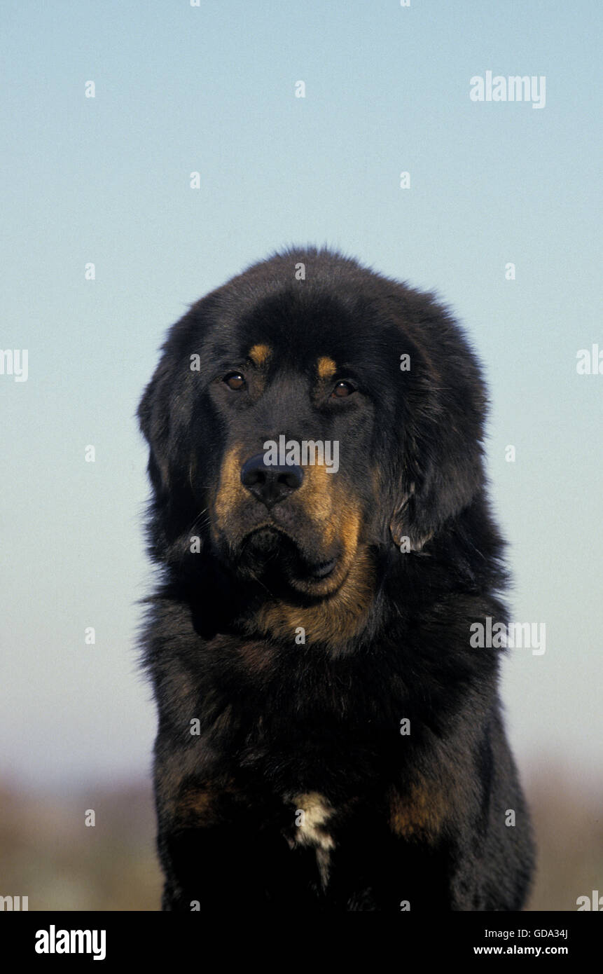 Il Mastino tibetano cane, Ritratto Foto Stock