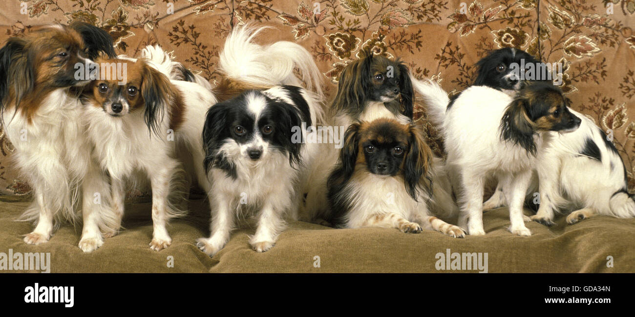 Phalene o Continental Toy Spaniel, cane sul divano Foto Stock