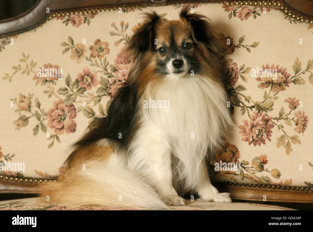 Phalene o Continental Toy Spaniel, cane seduto sul divano Foto Stock