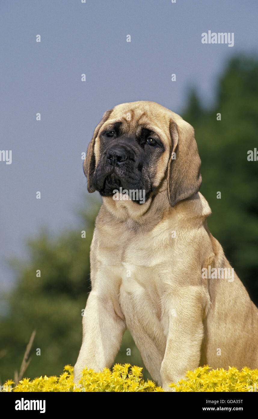 Mastiff cane, Pup in seduta fiori gialli Foto Stock