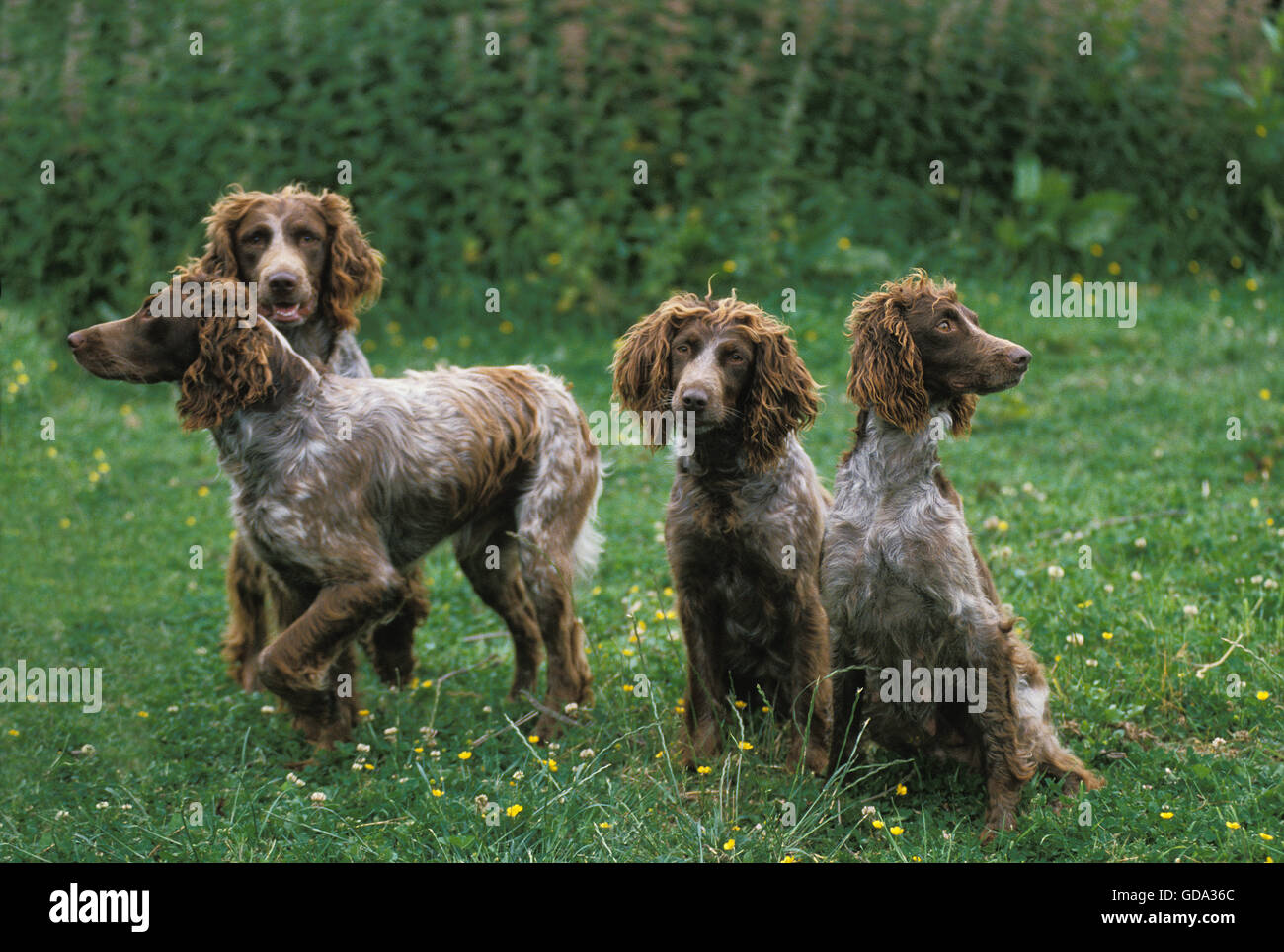 Pont Audemer Spaniel cane, una razza francese Foto Stock