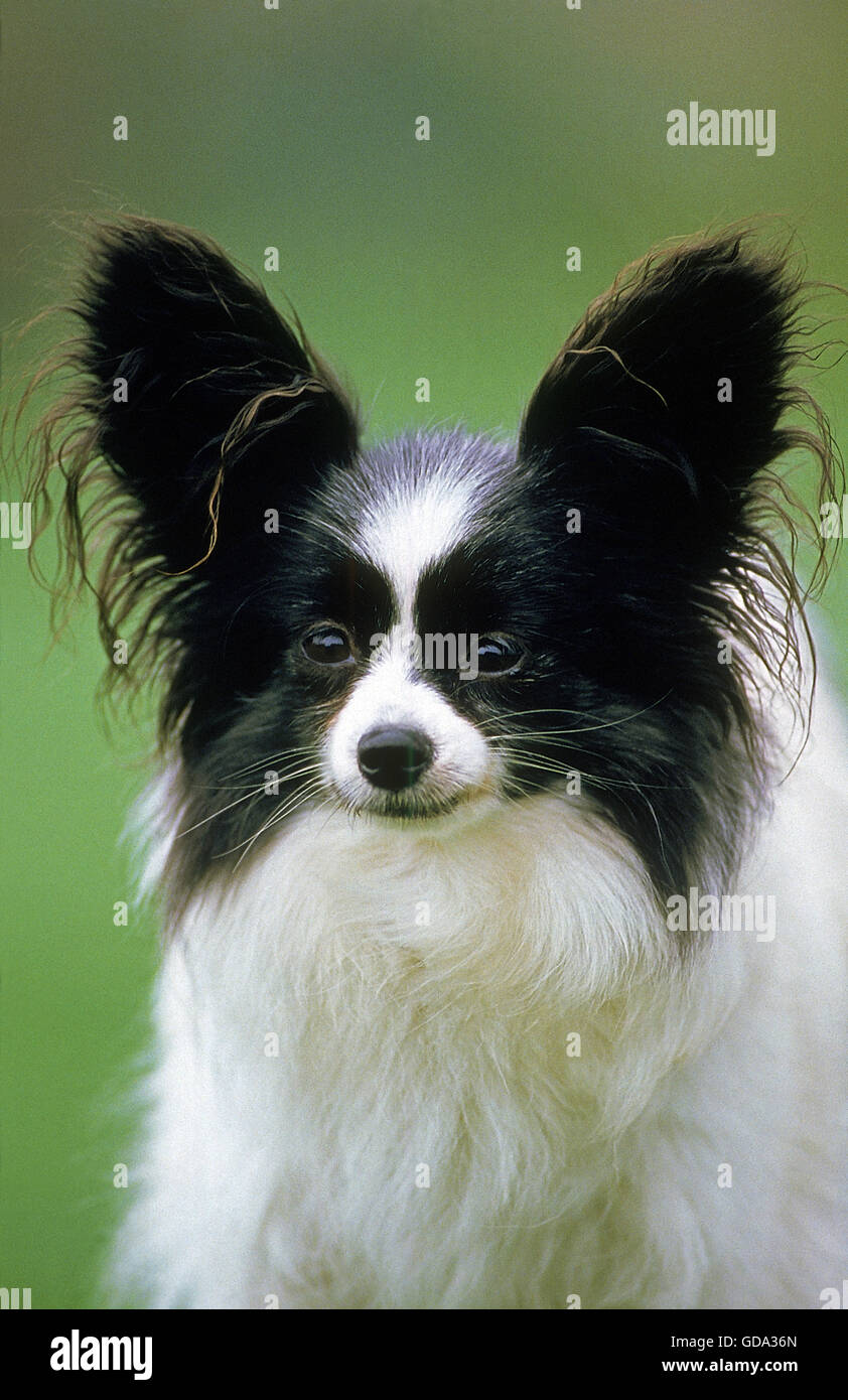 Papillon cane o Continental Toy Spaniel cane Foto Stock